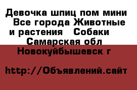 Девочка шпиц пом мини - Все города Животные и растения » Собаки   . Самарская обл.,Новокуйбышевск г.